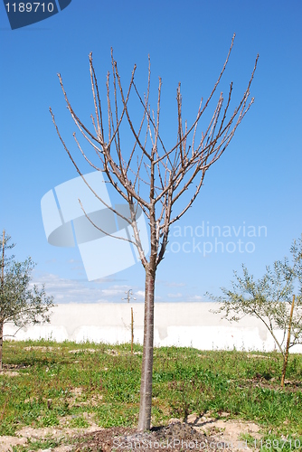 Image of Cherry tree