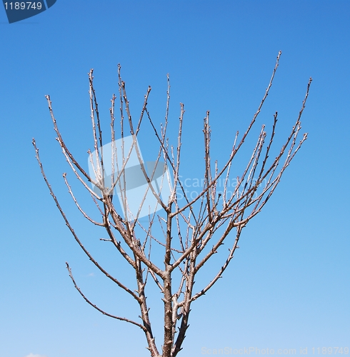 Image of Cherry tree (close-up)