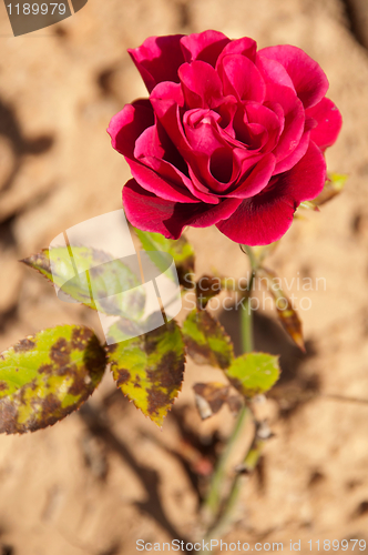 Image of Dark pink rose 