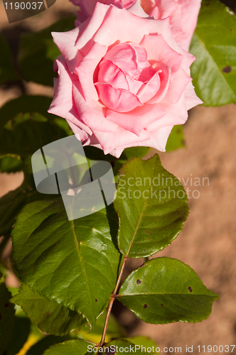 Image of Pink rose 