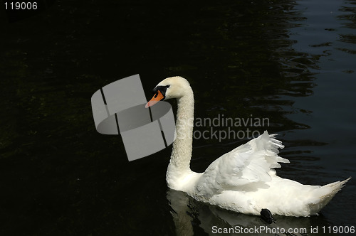 Image of Mute swan