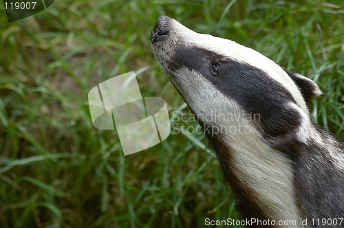 Image of Badger