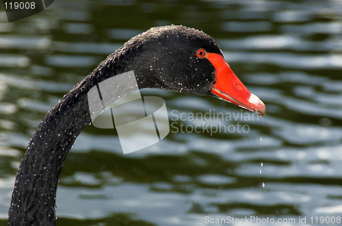 Image of Black swan