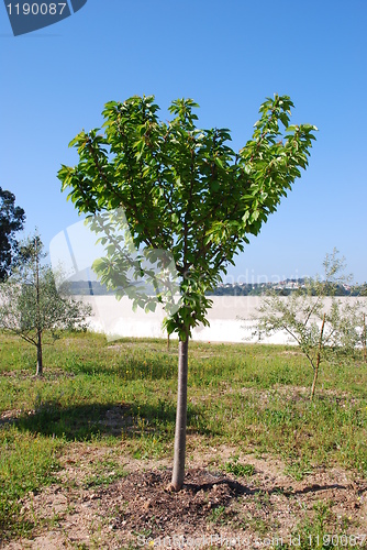 Image of Cherry tree