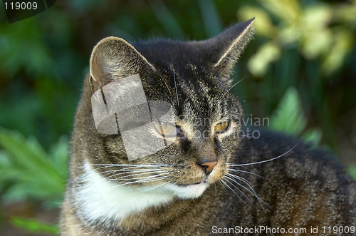 Image of Old cat