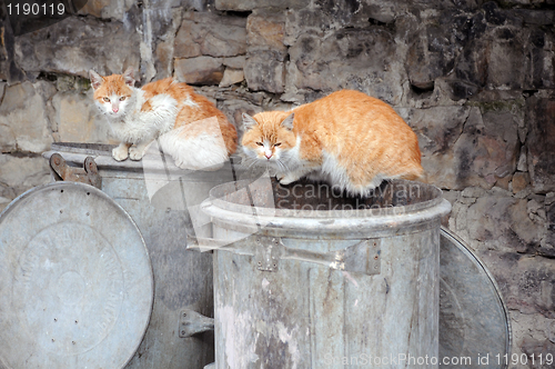 Image of Two Stray Cats on Garbage Bins