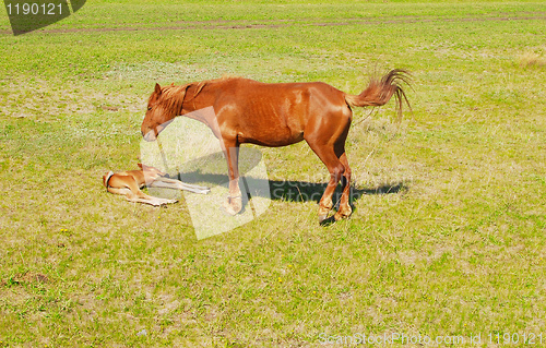 Image of foal with mare