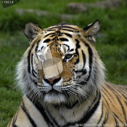 Image of Tiger portrait