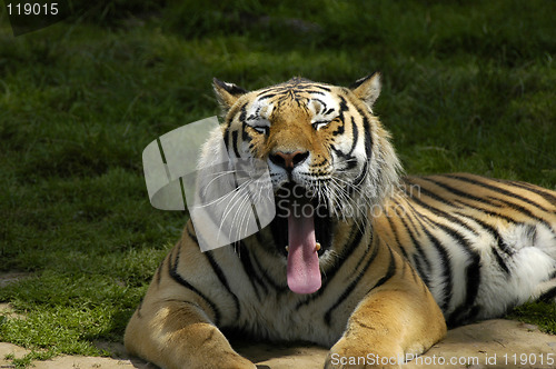 Image of Yawning tiger