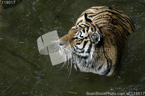 Image of Tiger in water