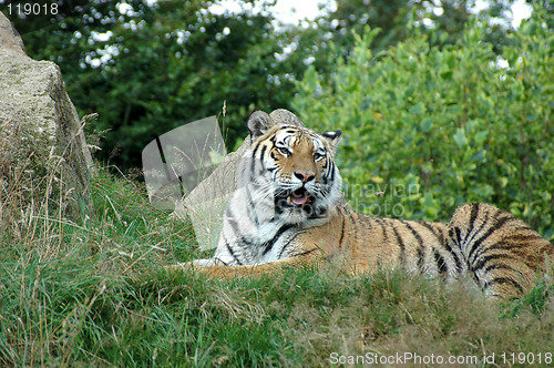 Image of Tiger