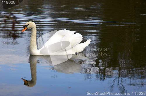 Image of Mute swan