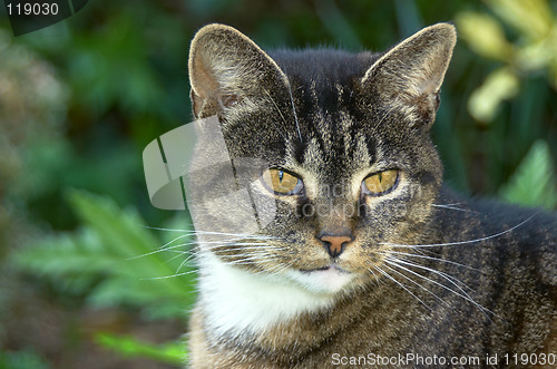 Image of Portrait of an old cat