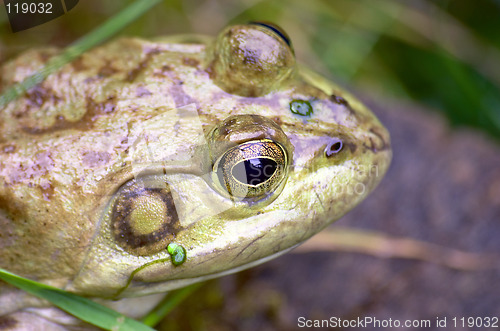 Image of Frog