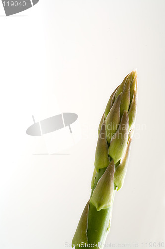Image of single asparagus