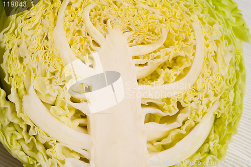 Image of cabbage detail