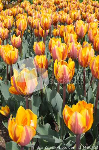 Image of Tulips