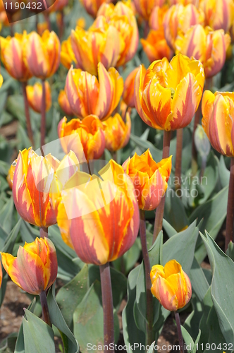 Image of Tulips