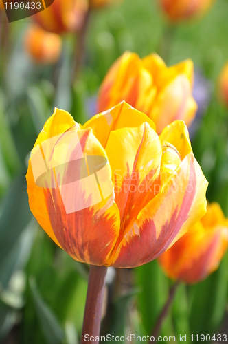 Image of Tulips