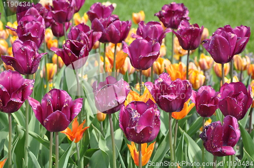 Image of Tulips