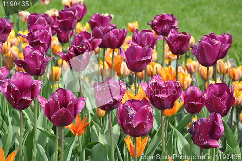 Image of Tulips