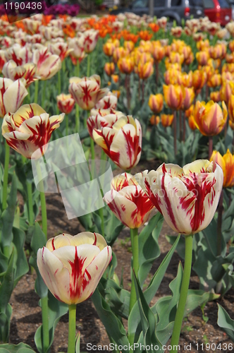 Image of Tulips