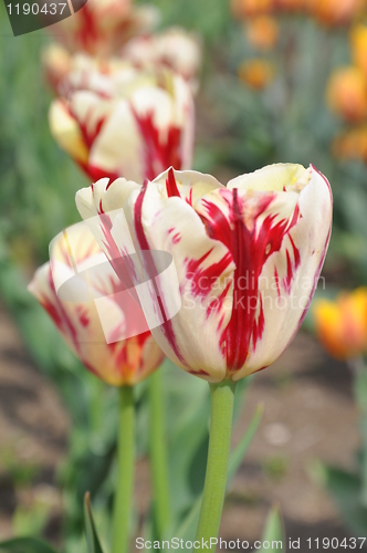 Image of Tulips