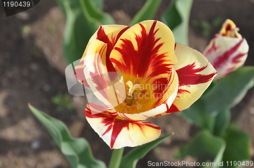 Image of Tulip