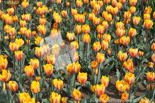 Image of Tulips