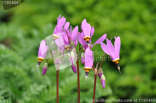 Image of Purple Flowers