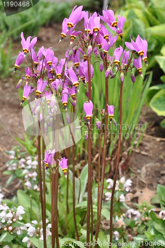 Image of Purple Flowers