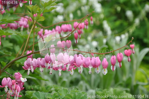 Image of Pink Flowers
