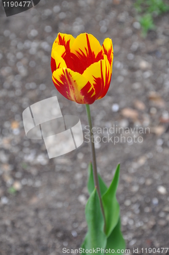 Image of Tulip