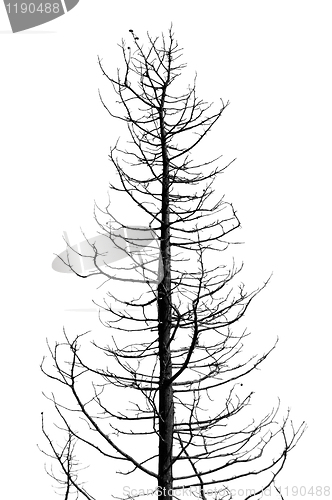 Image of leafless tree