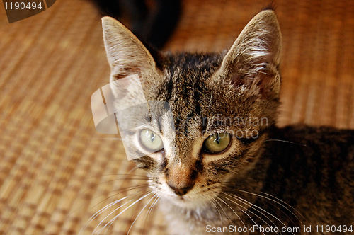 Image of gray kitten