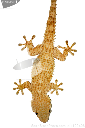 Image of gecko lizard