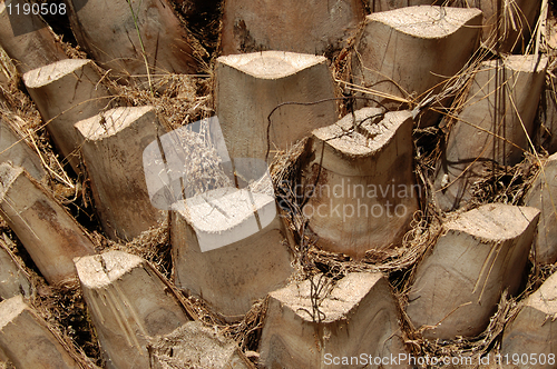 Image of palm tree trunk