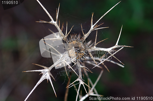 Image of thorns plant