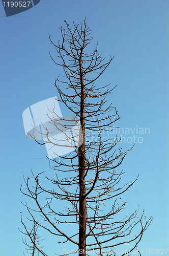 Image of burned tree