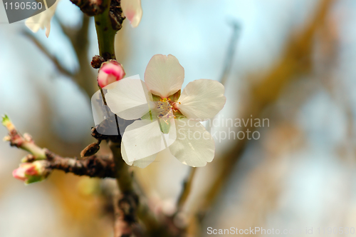 Image of almond flower