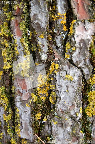 Image of pine tree trunk wood texture