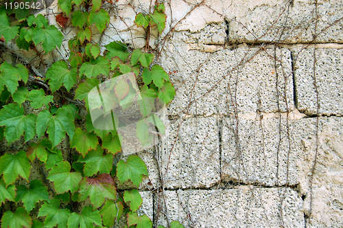 Image of green ivy