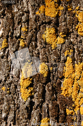 Image of olive tree trunke wood texture