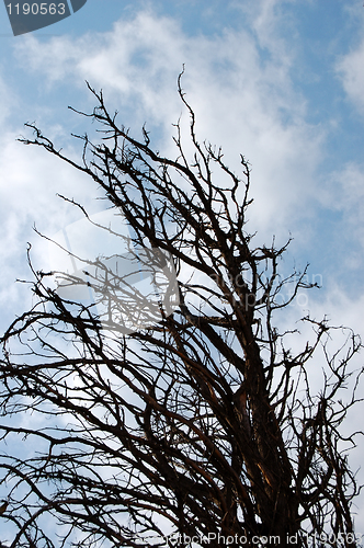 Image of leafless tree