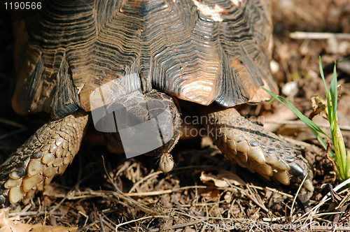 Image of turtle eating bug