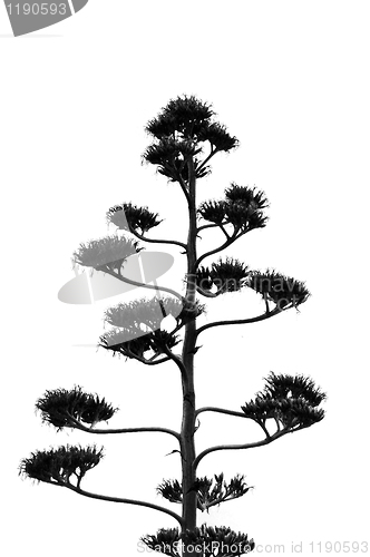 Image of tree silhouette