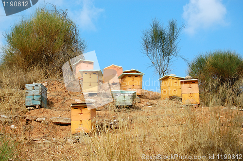 Image of wooden beehives