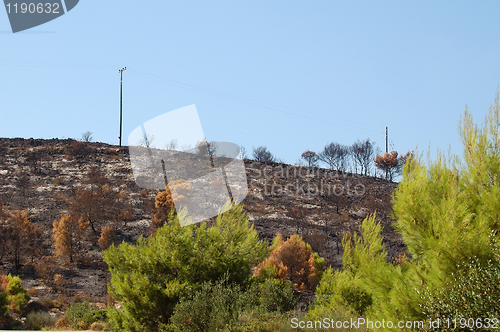 Image of burned hill