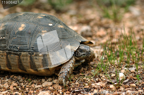 Image of small turtle