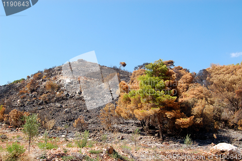 Image of burned hilltop